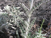 Cirsium occidentale var. occidentale