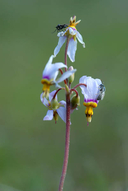 Dodecatheon conjugens