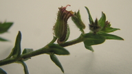 Cuphea sessilifolia