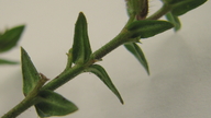 Cuphea sessilifolia