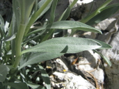 Cryptantha confertiflora