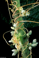 Cuscuta brachycalyx