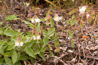Silene campanulata ssp. glandulosa