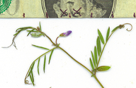 Vicia ludoviciana ssp. ludoviciana