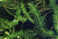 Myriophyllum spicatum