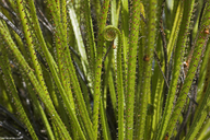 Drosophyllum lusitanicum