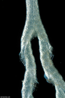 Genlisea hispidula