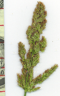 Polypogon viridis