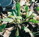 Erigeron sanctarum