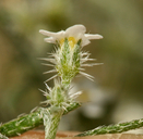 Cryptantha racemosa