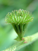 Agrimonia gryposepala