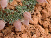 Oxytropis oreophila var. juniperina