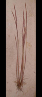 Vulpia ciliata