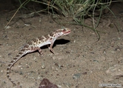 Baluch Rock Gecko