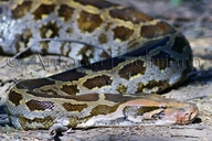 Black-tailed Python