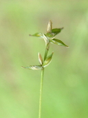 Carex appalachica