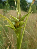 Carex intumescens Rudge carex gonflé [Bladder sedge]