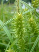 Carex lupuliformis