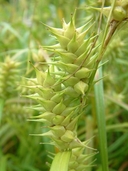 Carex lupuliformis Sartwell ex Dewey carex faux-lupulina [False hop sedge]