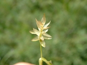 Carex michauxiana