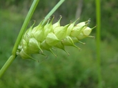Carex tuckermanii