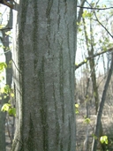 Carpinus caroliniana ssp. virginiana