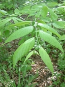 Carpinus caroliniana ssp. virginiana