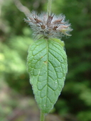 Clinopodium vulgare
