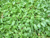 Dryas integrifolia ssp. integrifolia