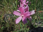 Sidalcea malviflora ssp. laciniata