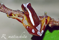 Dendropsophus elegans