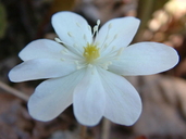 Hepatica nobilis var. acuta