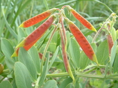 Lathyrus japonicus var. maritimus