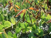 Lathyrus japonicus var. maritimus