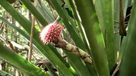 Karawata multiflora