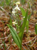 Maianthemum trifolium (L.) Sloboda (=Smilacina trifolia (L.) Desf.) smilacine trifoliée [Three-leaved false Solomon's seal]