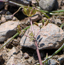 Lomatium stebbinsii