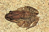 Leptodactylus melanonotus