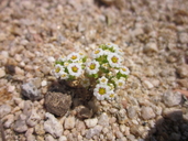 Linanthus maculatus
