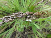 Deschampsia cespitosa ssp. holciformis