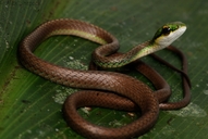 Leptophis nebulosus