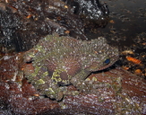 Bourret's Mossy (bug-eyed) Frog
