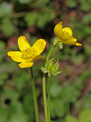 Glabrous Big Marsh Buttercup