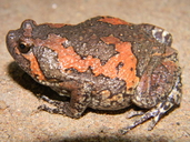 Uperodon taprobanicus