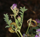 Astragalus iodanthus var. iodanthus