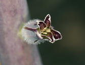 Caulanthus crassicaulis