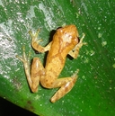 Dendropsophus berthalutzae
