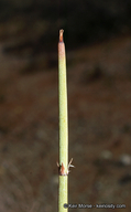 Ephedra californica
