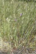 Clarkia affinis