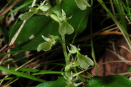 Listera convallarioides